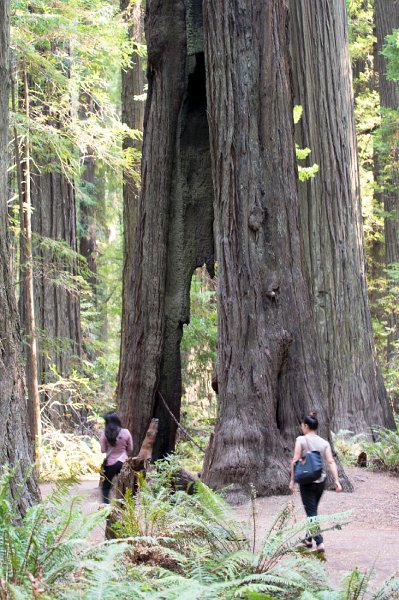 20150822_153411 D4S.jpg - Giant redwoods, Humbolt Redwood State Park,